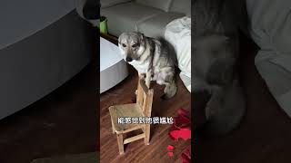 才夸完最近表现不错捷克狼犬 傻狗的日常 犯错小狗