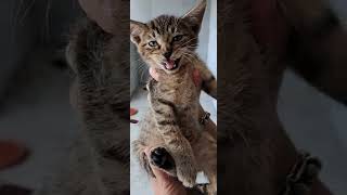 CATS SOUND - Baby cat meowing