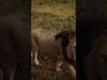 the best African lion encounter on Safari holiday.Tanzania,Kenya,Ugnda