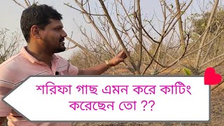 শরিফা/ আতা গাছের কাটিং করুন এভাবে গাছে ফল ধরবে অকল্পনীয়। -puruning custard apple tree and setting!