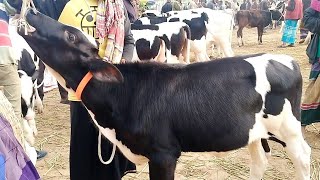 ফ্রিজিয়ান ও ক্রস জাতের বকনা গরুর বাজার ||হাসোখালি গরুর হাট বাজার ২০২৫ || cow market | gorur hat