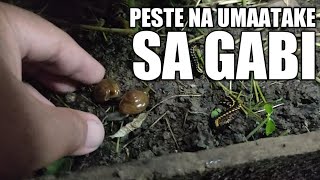 PAANO MACONTROL ANG SNAIL SA ATING GARDEN