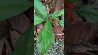 Rauvolfia serpentina - an endangered medicinal plant. সর্পগনধা (ভেষজ উদ্ভিদ) বিপন্ন প্রজাতি