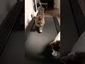 Hilarious Jogging Cats That Will Make You Laugh Out Loud😸😹 #funnyjoggingcats #catvideos #funnycats