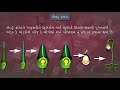 double fertilization બેવડું ફલન sexual reproduction in flowering plants 12th science biology