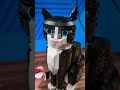 is lego tuxedo cat set worth $100 lego cat cats