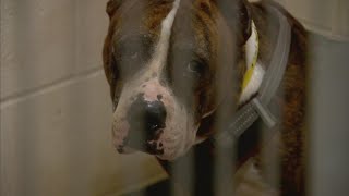 Animals in crates as situation grows more dire at Indianapolis animal shelter