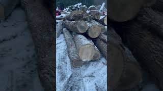 More Free Ash with Snow #firewood #freefire