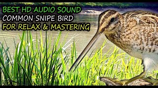 Common Snipe Bird Sound - Common Snipe Call (Gallinago gallinago) HD Quality Sound