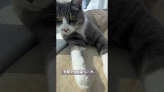 日向ぼっこ気持ちいいね。#ねこ動画 #ねこ好き #shorts #日向ぼっこ