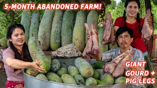 Abandoned for 5 Months: Harvesting Giant Wax Gourd to Cook Pig Legs \u0026 Make Fresh Juice!