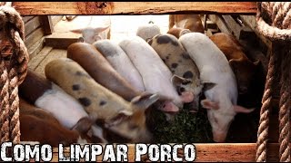 Como Abater e Limpar Porco  - Preparo Completo