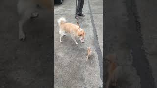 కుక్క పిల్లి పిల్ల యుద్ధం I srichaman #dogfight #catattack #animals #trendingshorts #viralvideo #ap