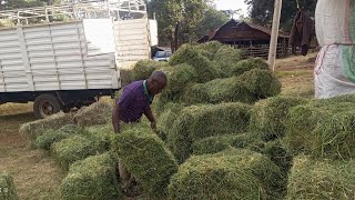 How to prepare  Animal feeds  For the dry season with itungo pastures