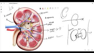 Structure of Kidney || Anatomy in Telugu