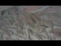Snapper Guardians release 2018 about 1500 fish in the Tank