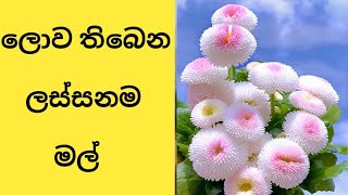 ලොව තිබෙන ලස්සනම මල්