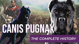CANIS PUGNAX | THE ROMAN DOG OF WAR | The COMPLETE HISTORY