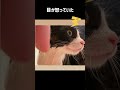 猫をお風呂で洗った日の事件　 shorts 猫 保護猫