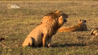 Lion laugh Hahahaha León Riéndose jajajaja