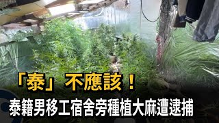 「泰」不應該！ 泰籍男移工宿舍旁種植大麻被逮－民視新聞