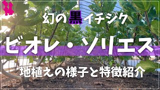 【実付きのヒントに！】幻のいちじくビオレ・ソリエス地植えの様子と特徴解説！