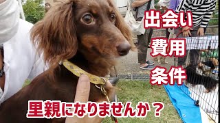 【保護犬を飼いたい方へ】保護犬ダックスフンドをお迎えした費用や出会い、譲渡条件。