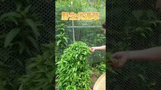 优遁草炒五花肉