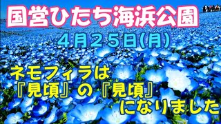 【茨城ツアー】ひたち海浜公園のネモフィラは『見頃』の『見頃』になりました