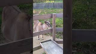 【ご飯タイム♪】Kanazawa Zoo / 横浜市立金沢動物園へ #shorts