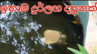 ඉතාම දුර්ලභ දසුනක් /White  Tortoise දැකලා තියෙනවා ද?සුදු ඉබ්බා