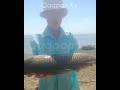 ШАРДАРА СУ ҚОЙМАСЫ ТРОФЕЙЛІ САЗАН БАЛЫҚ ҚАРМАҚҚА АУЛАНДЫ 🎣🎣🎣