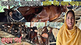 প্রান্তিক খামারি জেসমিন আক্তারের মোটাতাজাকরণের হাড্ডি স্যার গাভী গরুর খামার। কৃষকের কৃষি চিত্র।