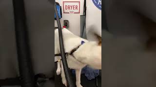 Dog attacks dryer