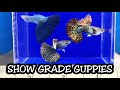 Guppy Farm High Quality | Breeding Show-quality Fancy Guppies - Ryan Perez Guppy Line