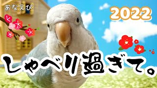 喋り過ぎたオキナインコ 2022｜Quaker parrot