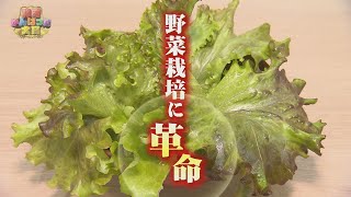 レタス1日1万株の工場を仕掛けた若手女性社長は野菜も人も育てる　静岡・三島市