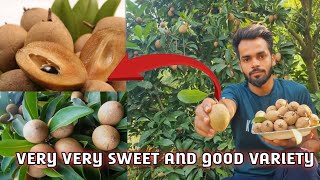 How to Get More Fruting in Thai Kalapati Chiku Farming ||Sapoda Comercial Farming