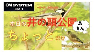 OM-1ムービー・本日の井の頭公園の鳥さん　ちょっとだけ