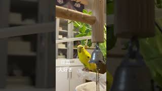 豆苗を食べるインコ🐥 #セキセイインコ