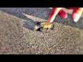 Saving a baby Sea Turtle