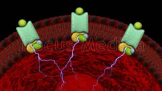 Role of alpha adrenergic receptors - Animated Atlas of BPH and OAB