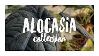 My Alocasia Collection 2021