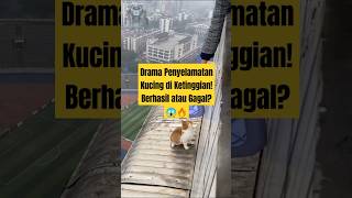 Drama Penyelamatan Kucing di Ketinggian! Berhasil atau Gagal #music #shortsvideo #menarikfakta #cat