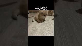 是不是你们的梦中情猫#抖音小助手 #猫 #被迫营业的猫猫