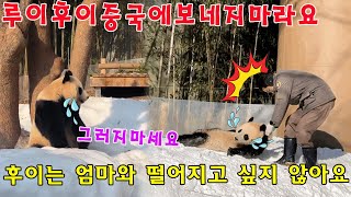 아이고!💥 후이바오 가 할부지의 강요로 엄마와 떨어지게 되어 울었어요 💦💦 아이바오:\