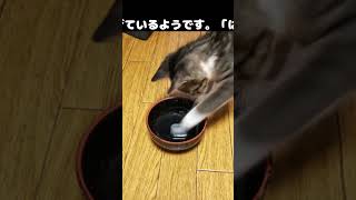 子猫たちは初めての氷に戸惑っています（笑）#ねこがいる生活 #保護猫 #ちび天 #宮若市 #里親募集中 #保護活動 #子猫 #里親募集