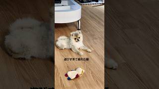 #犬 #かわいい #子犬 #おもちゃ #dog  #doglover #puppy #癒し #vlog #pomeranian #ポメラニアン #shorts #강아지 #댕댕이 #반려견 #귀여워