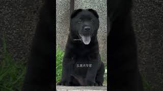 中华田园犬之五黑犬 十分罕见 霸气侧漏#五黑犬