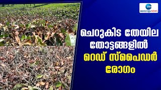 Idukki | ഇടുക്കിയിൽ തേയില ചെടികളിൽ ചുവപ്പ് നിറത്തിലുള്ള രോഗം ബാധിച്ചതോടെ കൊളുന്ത് ഉൽപാദനം കുറഞ്ഞു